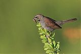 Five-striped Sparrowborder=